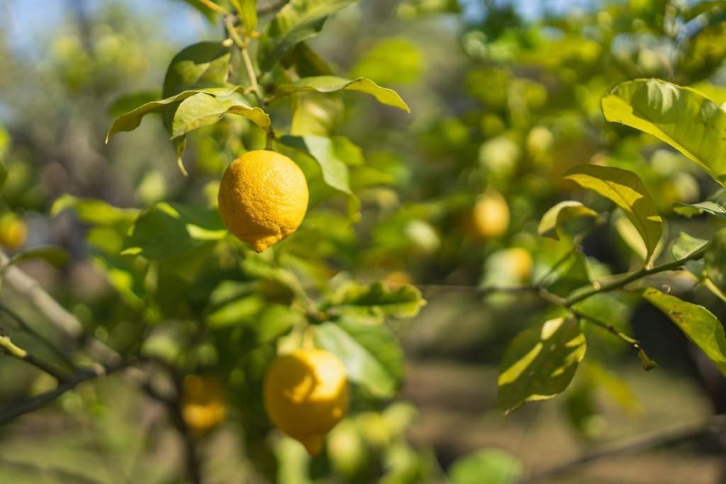 奧爾比亞Casa Ginepro别墅 外观 照片